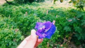 ดอกอัญชัน ปลอดสารพิษ